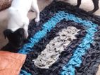 Dogs for Kind Home
