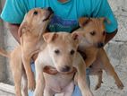 Dogs for kind home