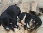 Dogs Puppies for Kind Home