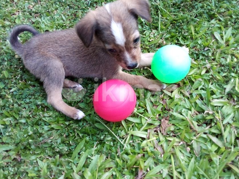 Dogs for Kind Home in Kottawa ikman.lk