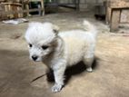 Lion Pomeranion Puppy