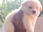 Pomeranian Puppy