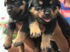 Rottweiler Puppies