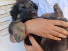 German shepherd Puppy
