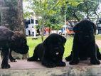 Cane Corso Puppies