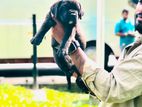 Cane Corso Puppies