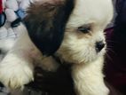 Shitzu Puppies