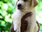 Golden Retriever Puppies