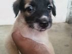 Puppy for Kind Home