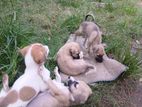 Dog for Kind Home