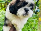 Shih Tzu Puppies