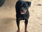 Rottweiler Puppies