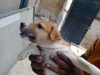 Puppy for Kind Home