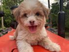 Shithzu Puppy