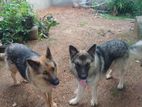 German Shepherd