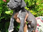 Cane Corso Ridgeback Puppies