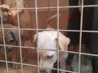 Puppies for kind home