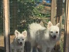 Dogs Pair