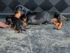 Daschound Puppies