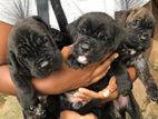 Cane Corso Dog