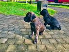 Cane Corso Puppy