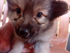 Pomeranian Puppy