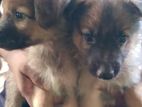 German Shepherd Puppies