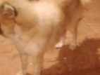 Pomeranian Dog
