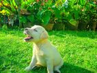 Labrador Puppy