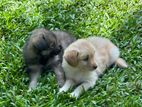 Lion Pomeranian Puppies