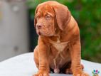 Dogue De Bordeaux (french Mastiff )puppies