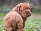 Dogue De Bordeaux (french Mastiff )puppies