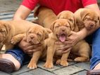 Dogue de bordeaux (French mastiff) puppies