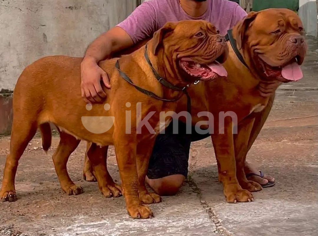 Dogue de fashion bordeaux puppies price