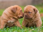 Dogue De Bordeaux (French Mastiff )Puppies