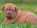 Dogue de bordeaux (French mastiff )puppies