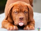 Dogue de bordeaux (French mastiff )puppies