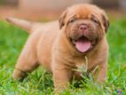 Dogue De Bordeaux (french Mastiff ) Puppies