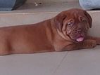 Dogue de bordeaux (French mastiff )puppies