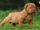 Dogue de bordeaux (French mastiff )puppies