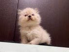 Doll Face Blue eye Persian Kitten
