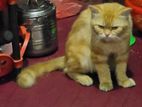 Ginger Persian Cat