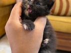 Doll Face Persian Kitten