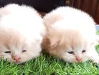 Doll Face Persian Cat
