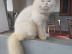Doll face persian