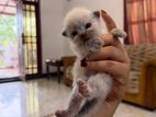 Doll Face Persian Kitten