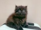 Doll Face Persian Kitten