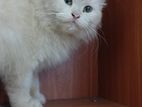 Doll Faced Persian Crossed Kittens