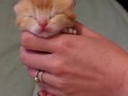 Doll Faced Persian Kittens