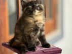 Doll Persian Kitten